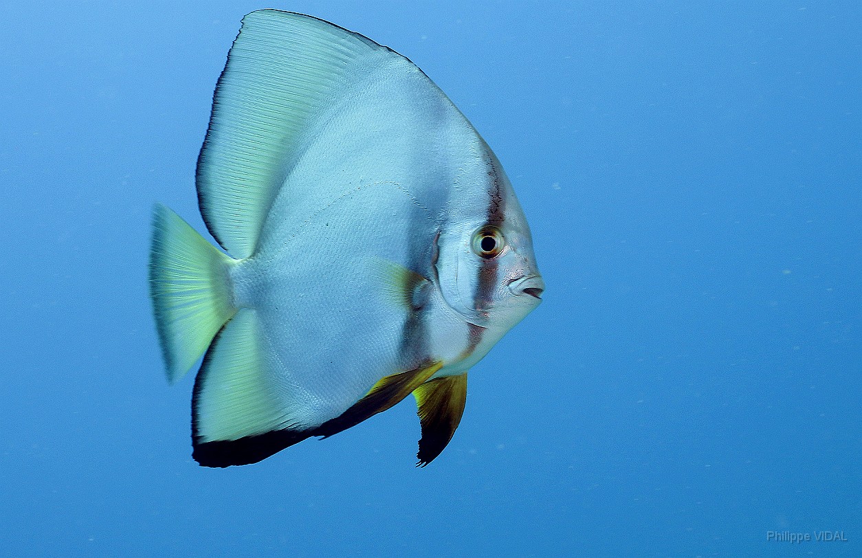 Thailand 2015 - Ko Tao - Platax a nageoires jaunes - Platax pinnatus _IMG_3652_rc.jpg